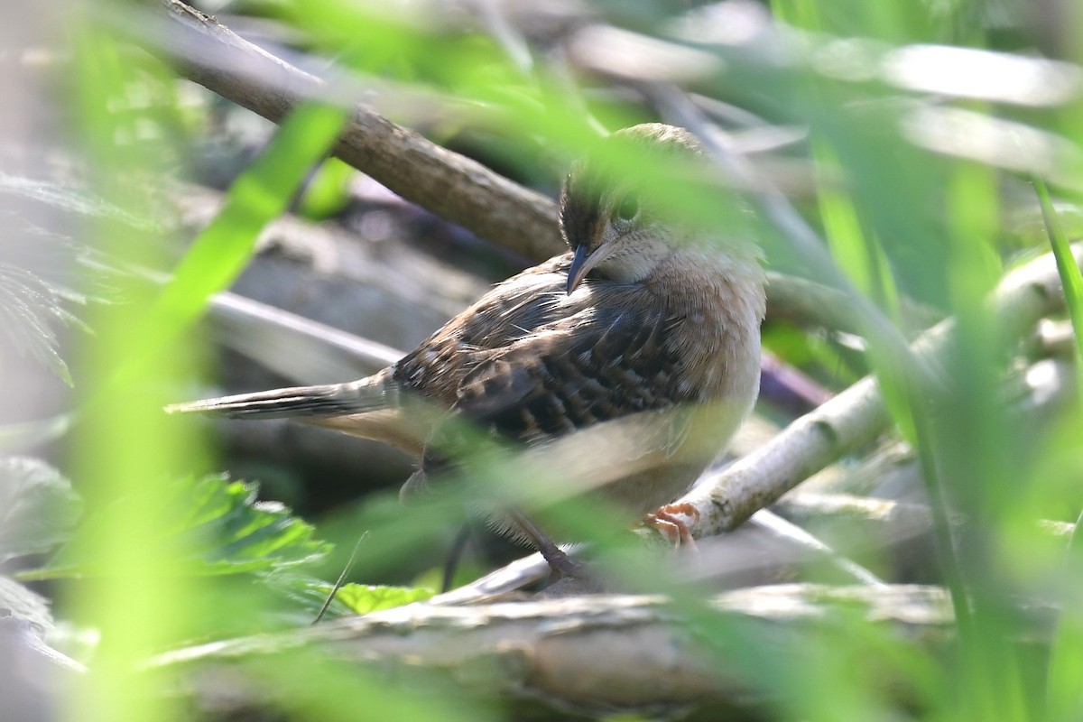 Sedge Wren - ML618300472