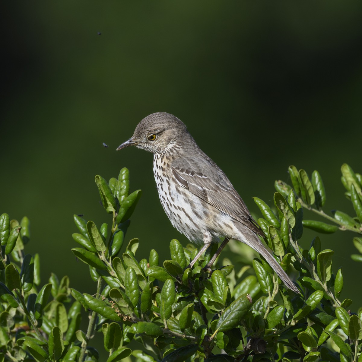 Sage Thrasher - Mike Gifford