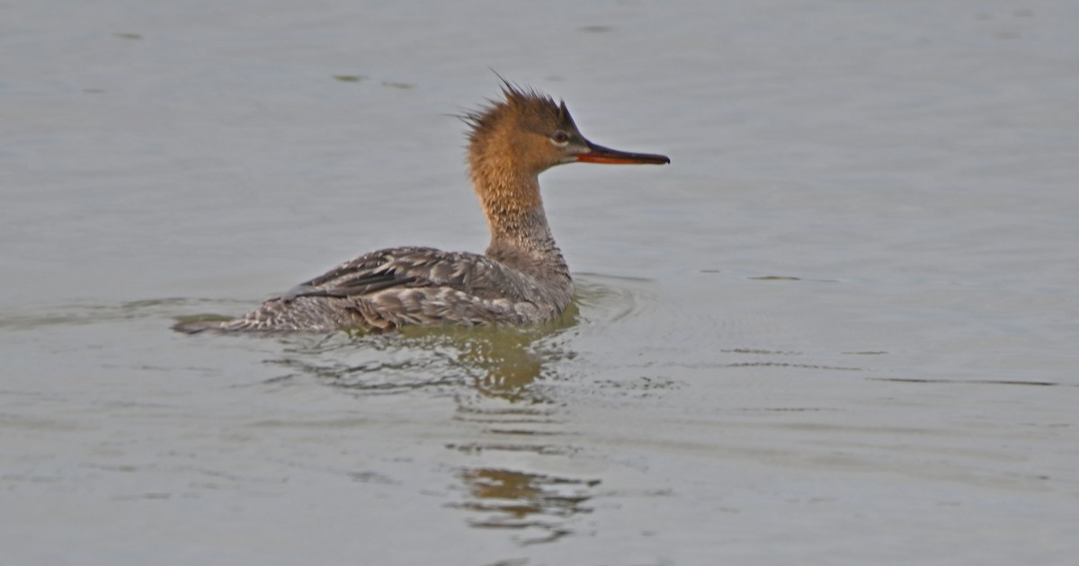 Red-breasted Merganser - James Bozeman