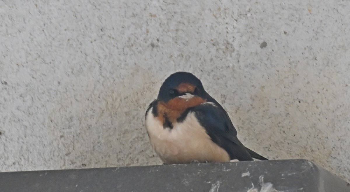 Hirondelle rustique - ML618300521