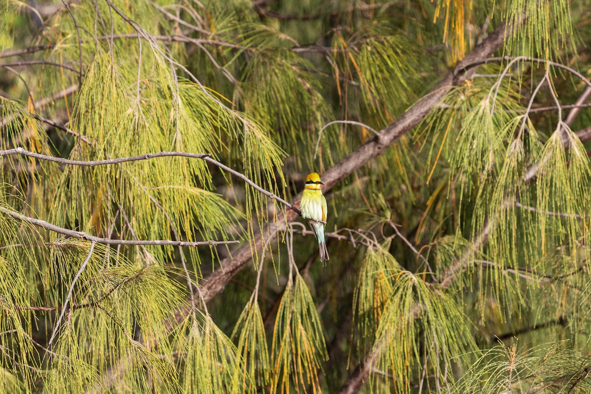 Rainbow Bee-eater - ML618300523