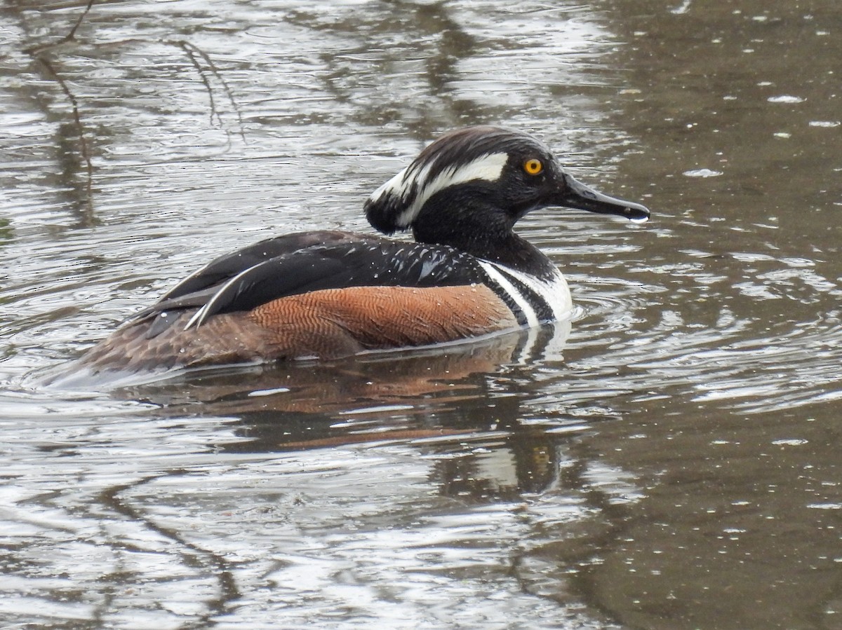 Hooded Merganser - Sara Gravatt-Wimsatt