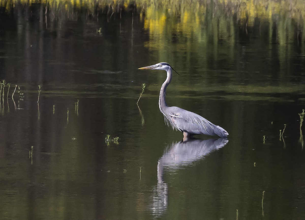 Great Blue Heron - Sally Edwards