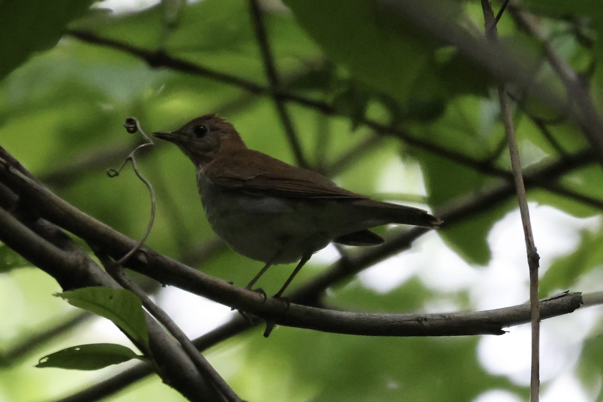 Veery - Adrian Hall