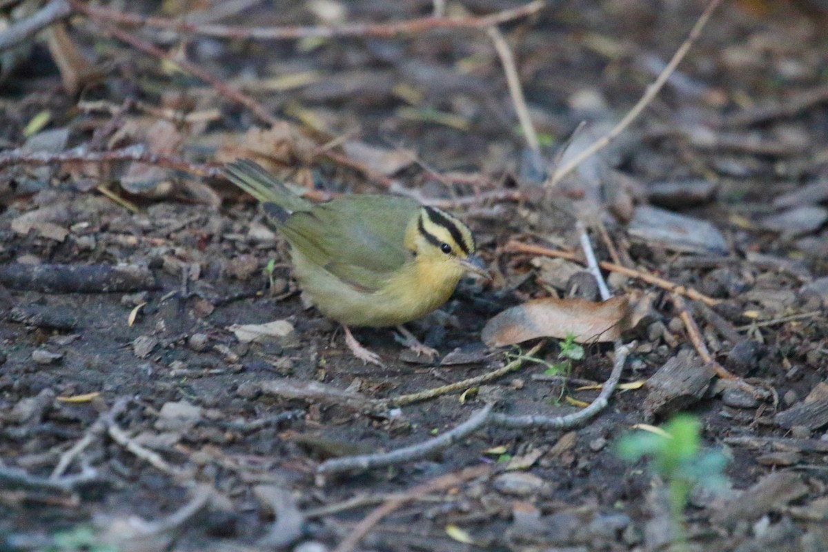 Worm-eating Warbler - ML618300592