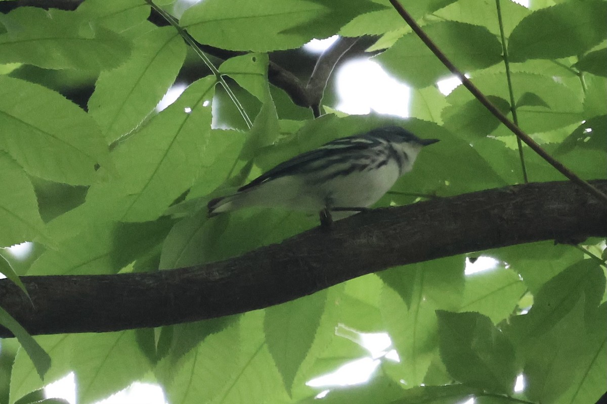 Cerulean Warbler - ML618300599