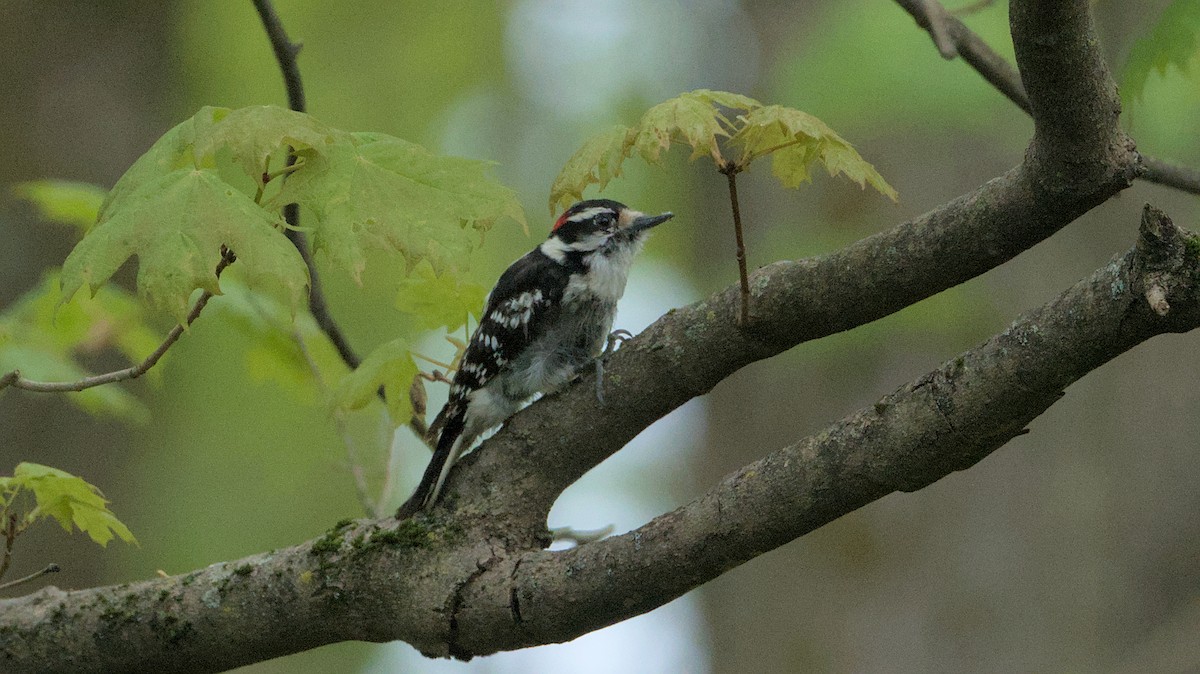 Hairy Woodpecker - ML618300600