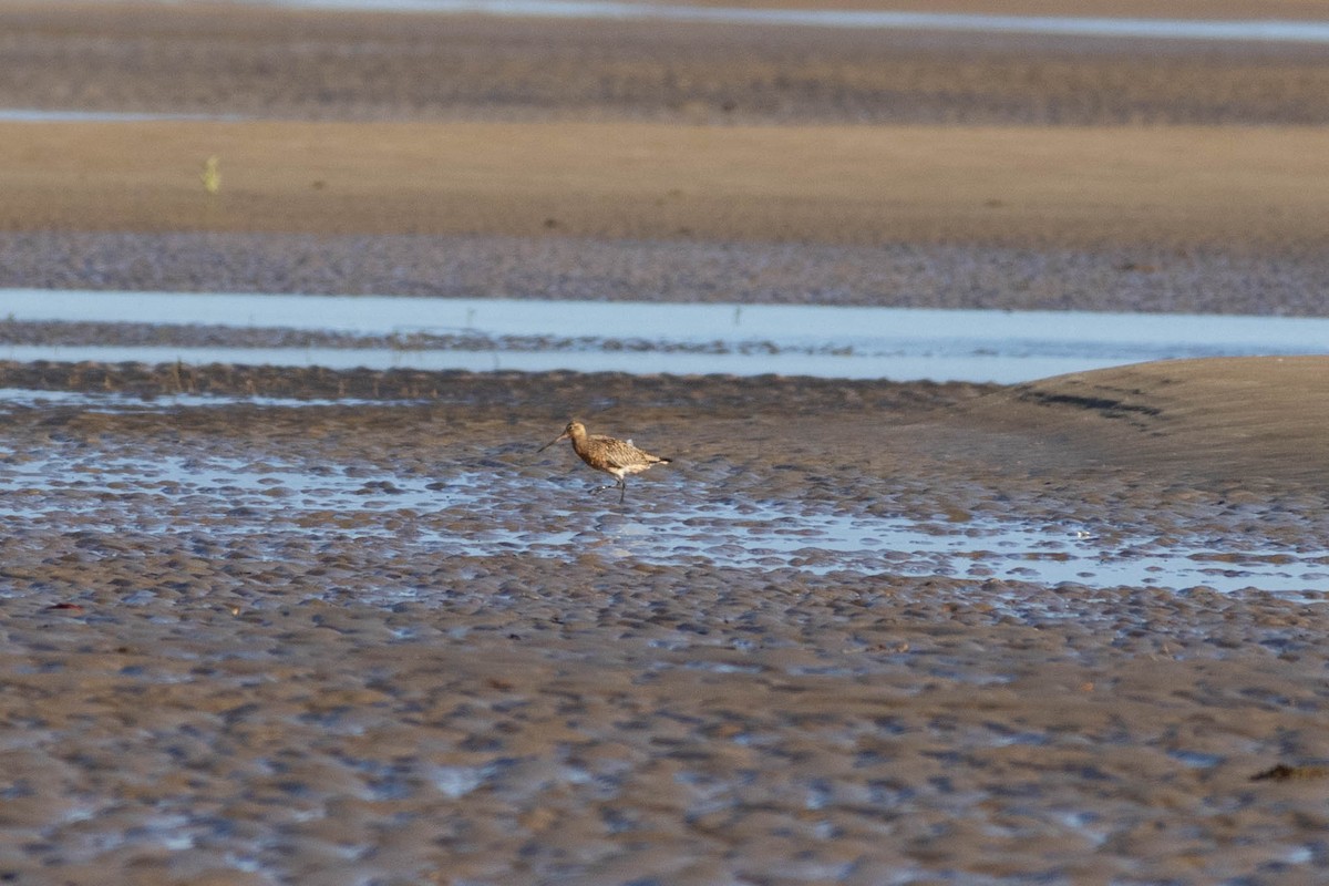 Bar-tailed Godwit - Mitchell Heide