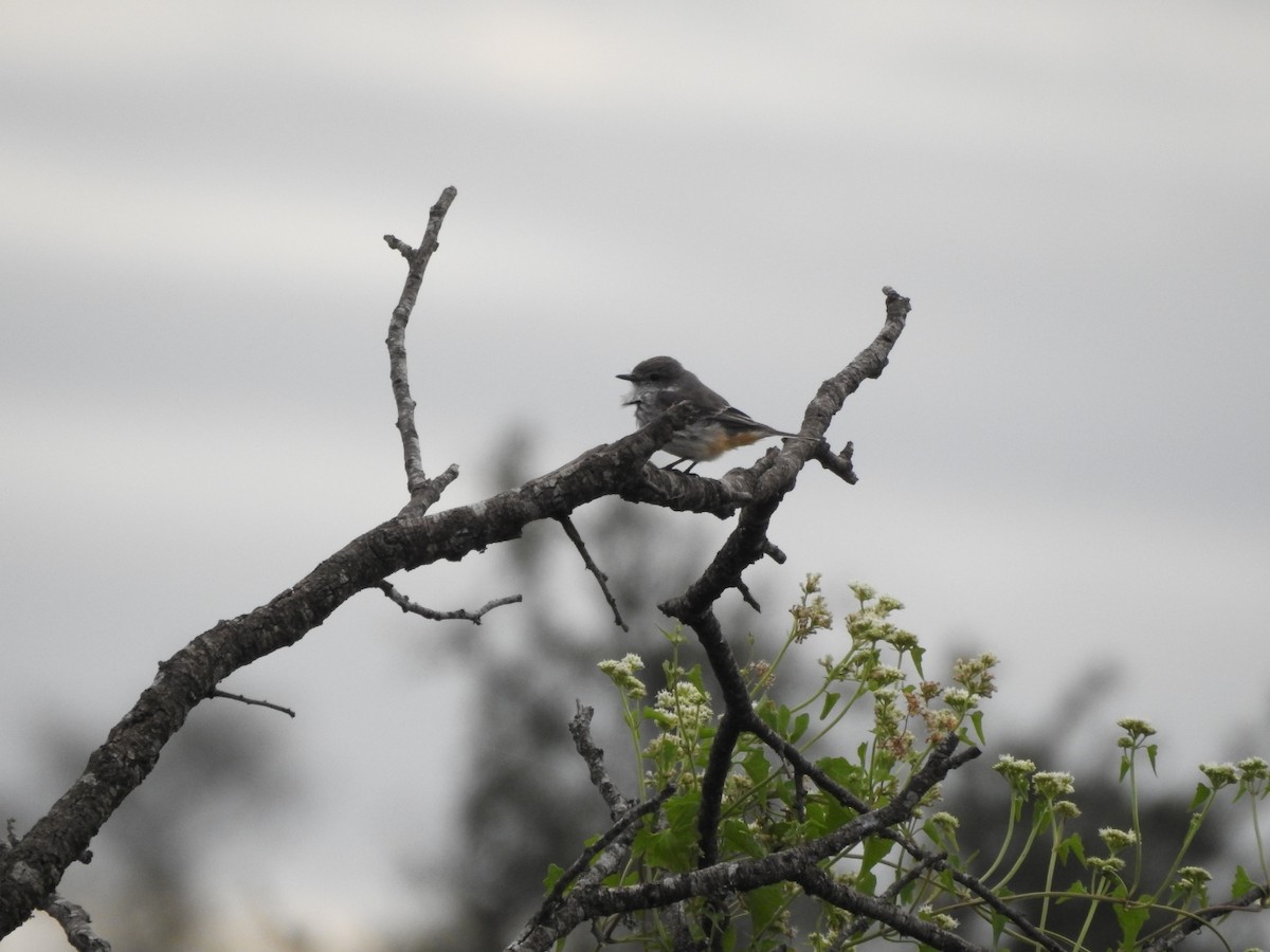 Vermilion Flycatcher - ML618300627