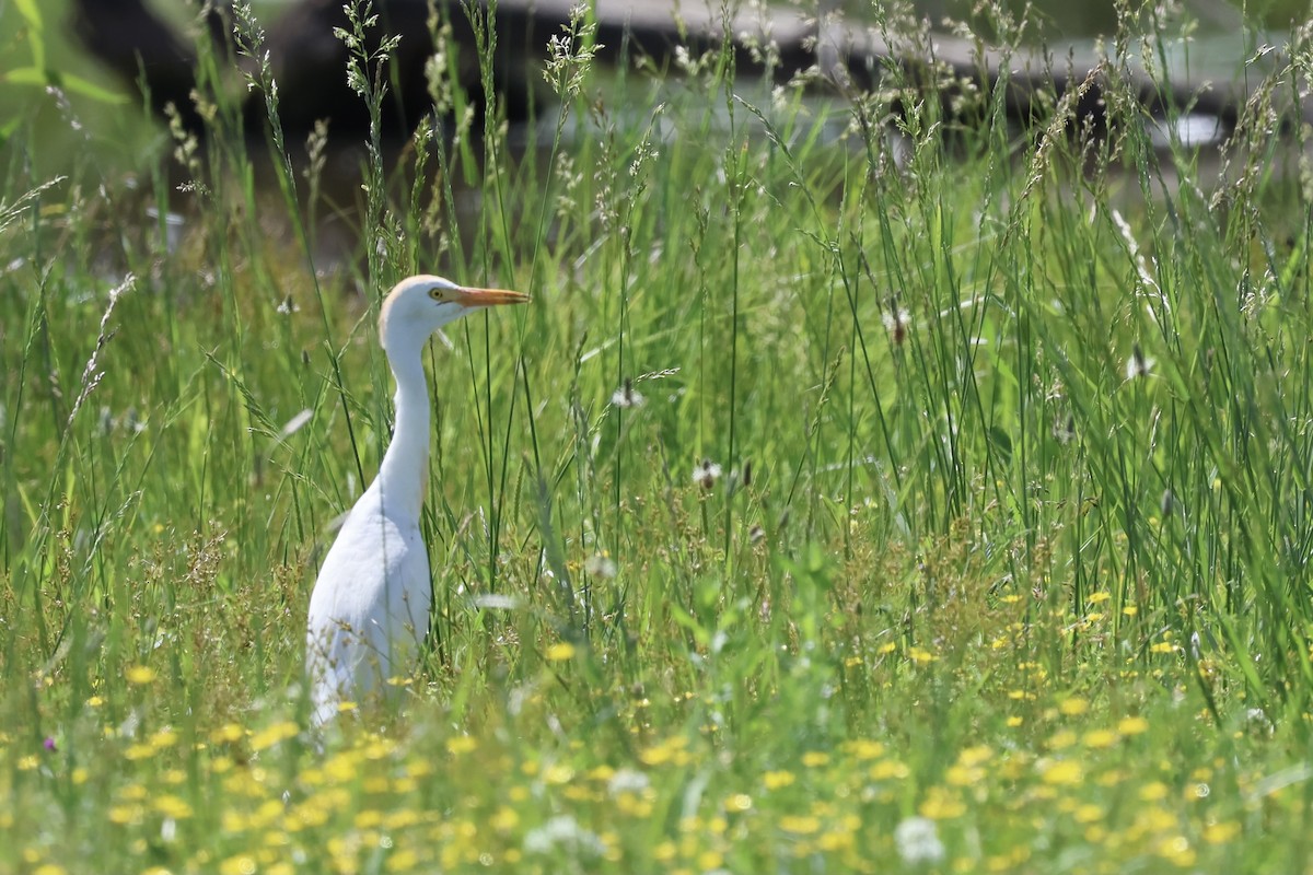 Чапля єгипетська (підвид ibis) - ML618300676