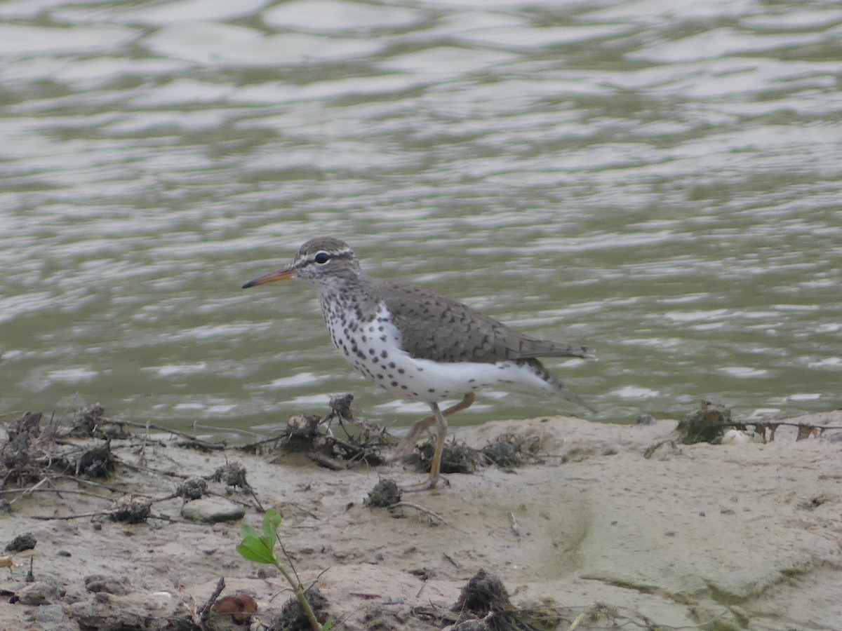 Spotted Sandpiper - ML618300730