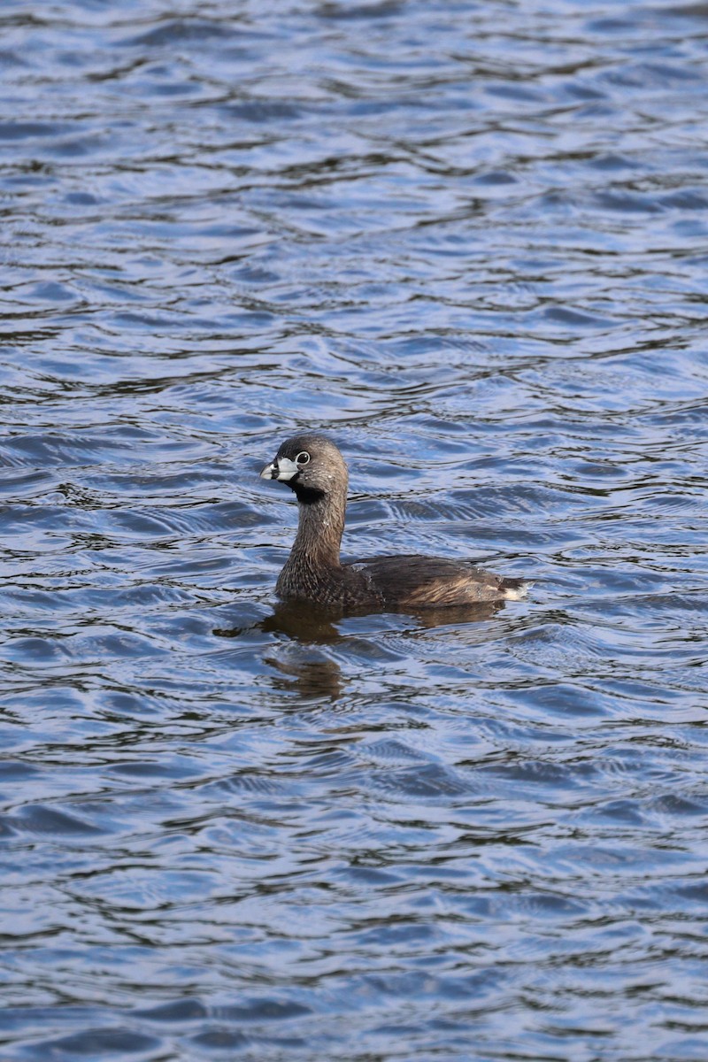 Pied-billed Grebe - ML618300782