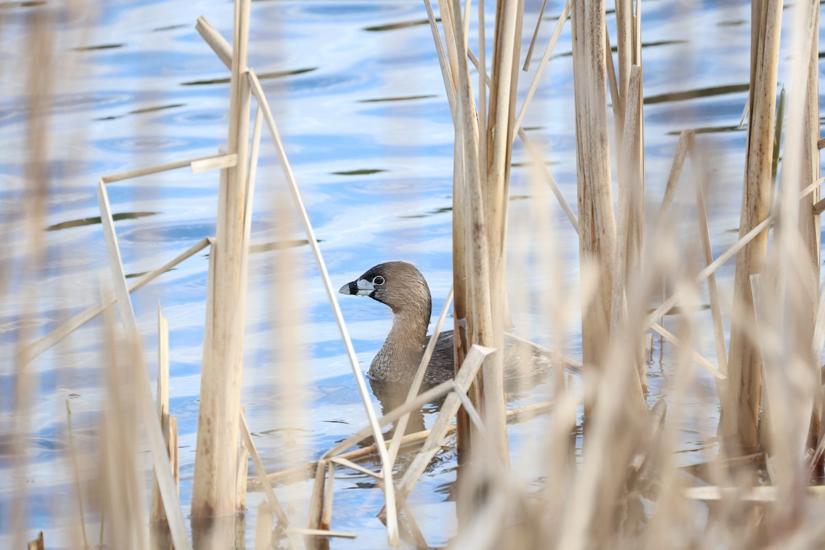 Pied-billed Grebe - Anonymous