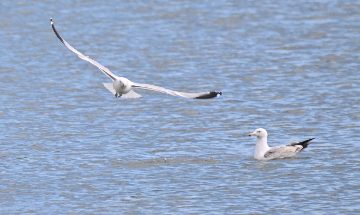 Ring-billed Gull - James Bozeman