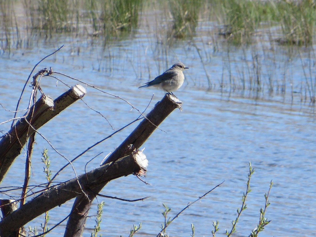 Mountain Bluebird - ML618300837