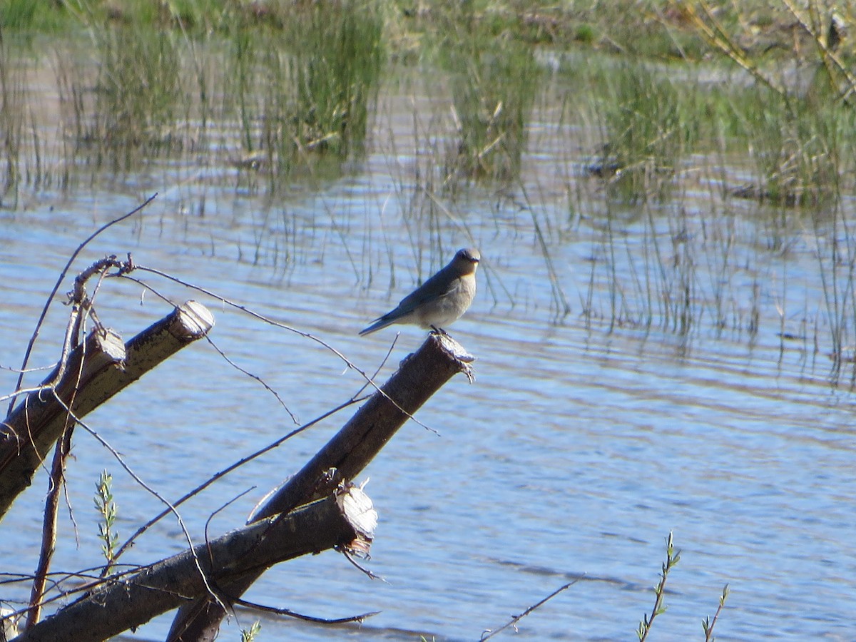 Mountain Bluebird - ML618300838