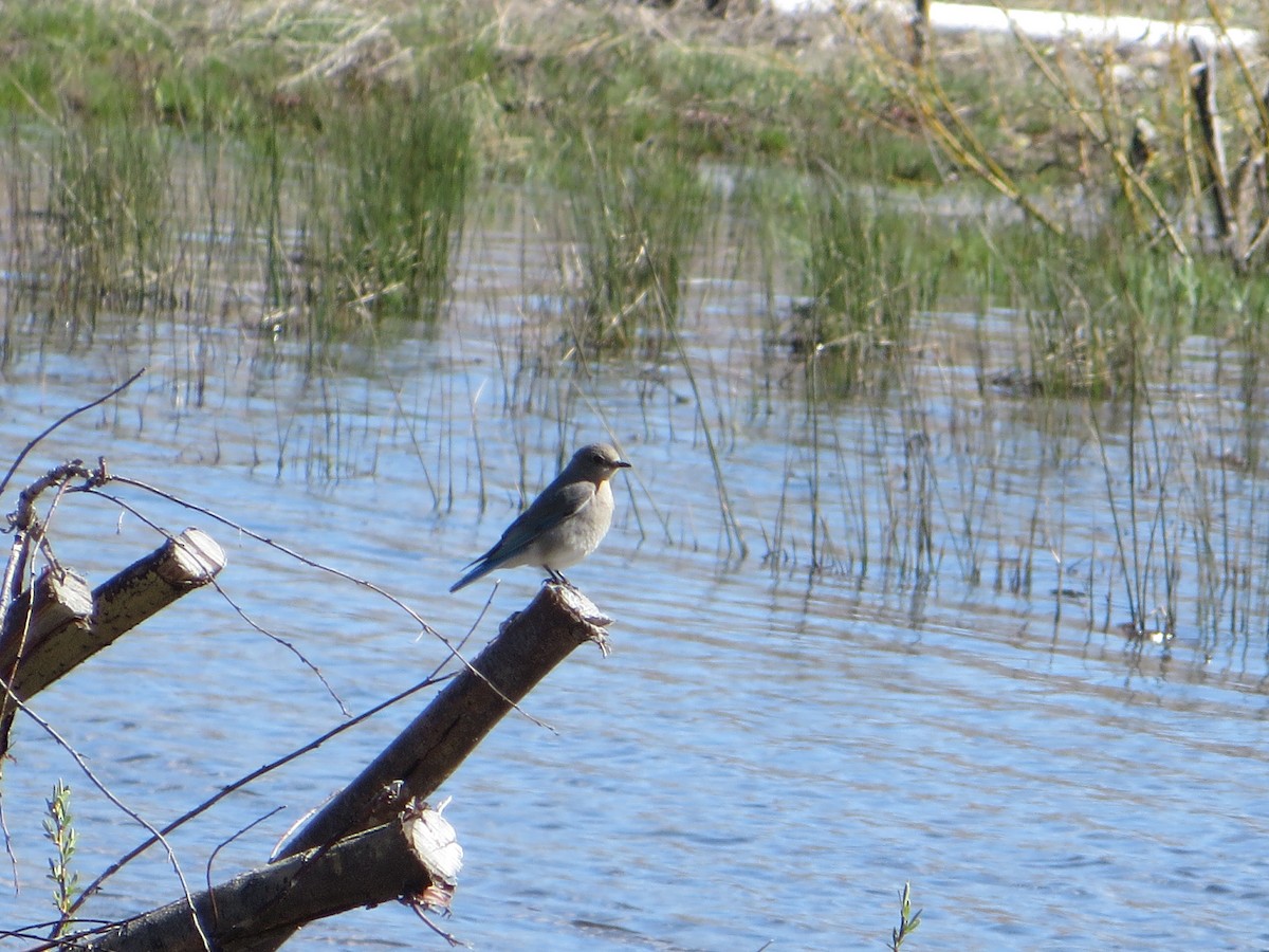 Mountain Bluebird - ML618300839