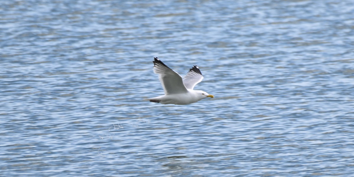 Herring Gull - James Bozeman