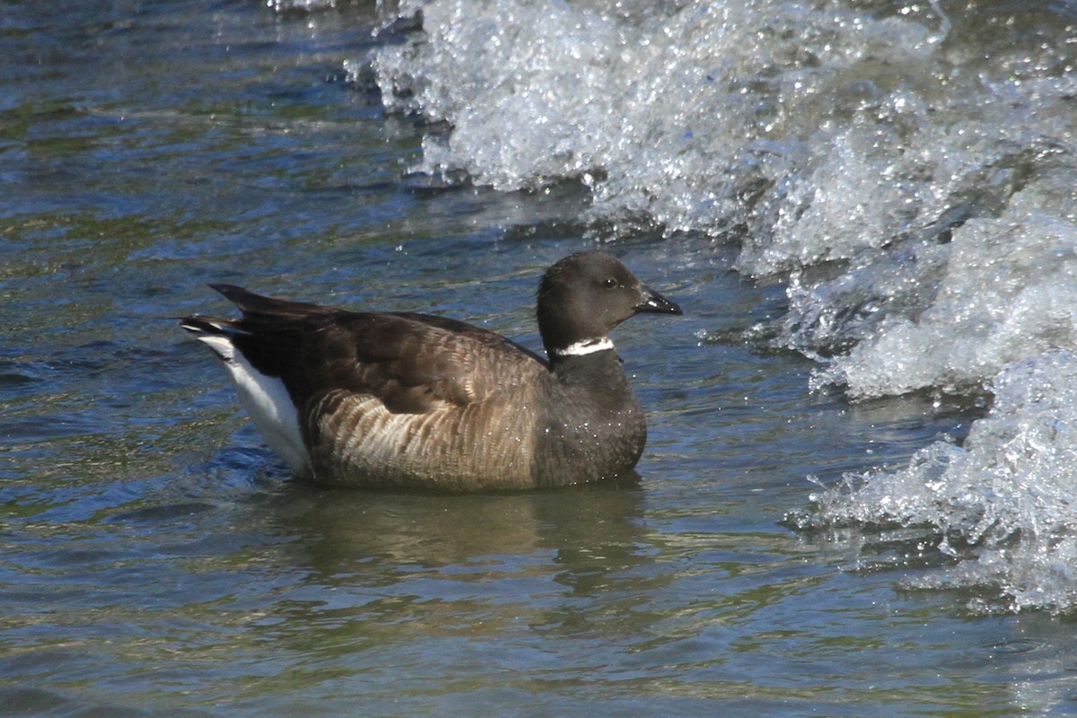 Brant (Black) - Kent Forward