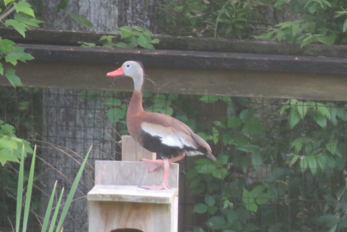 Black-bellied Whistling-Duck - ML618300930