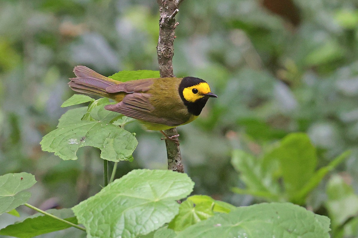 Hooded Warbler - Michael O'Brien