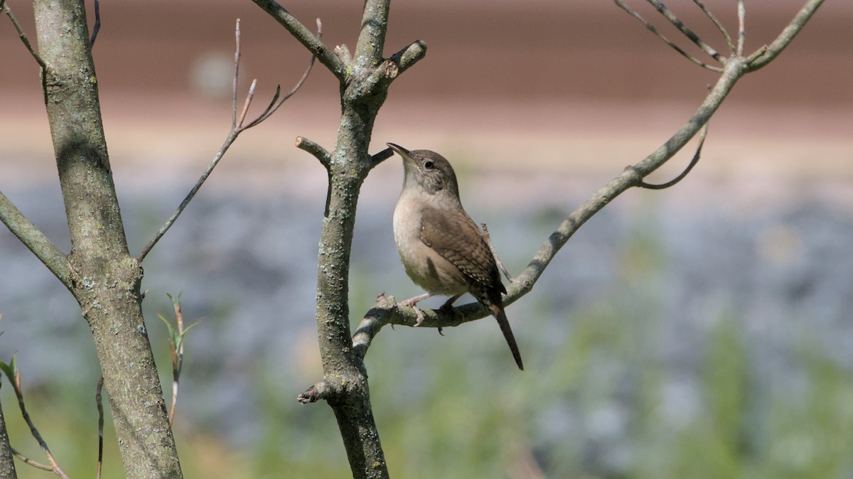 House Wren - Robert Howard