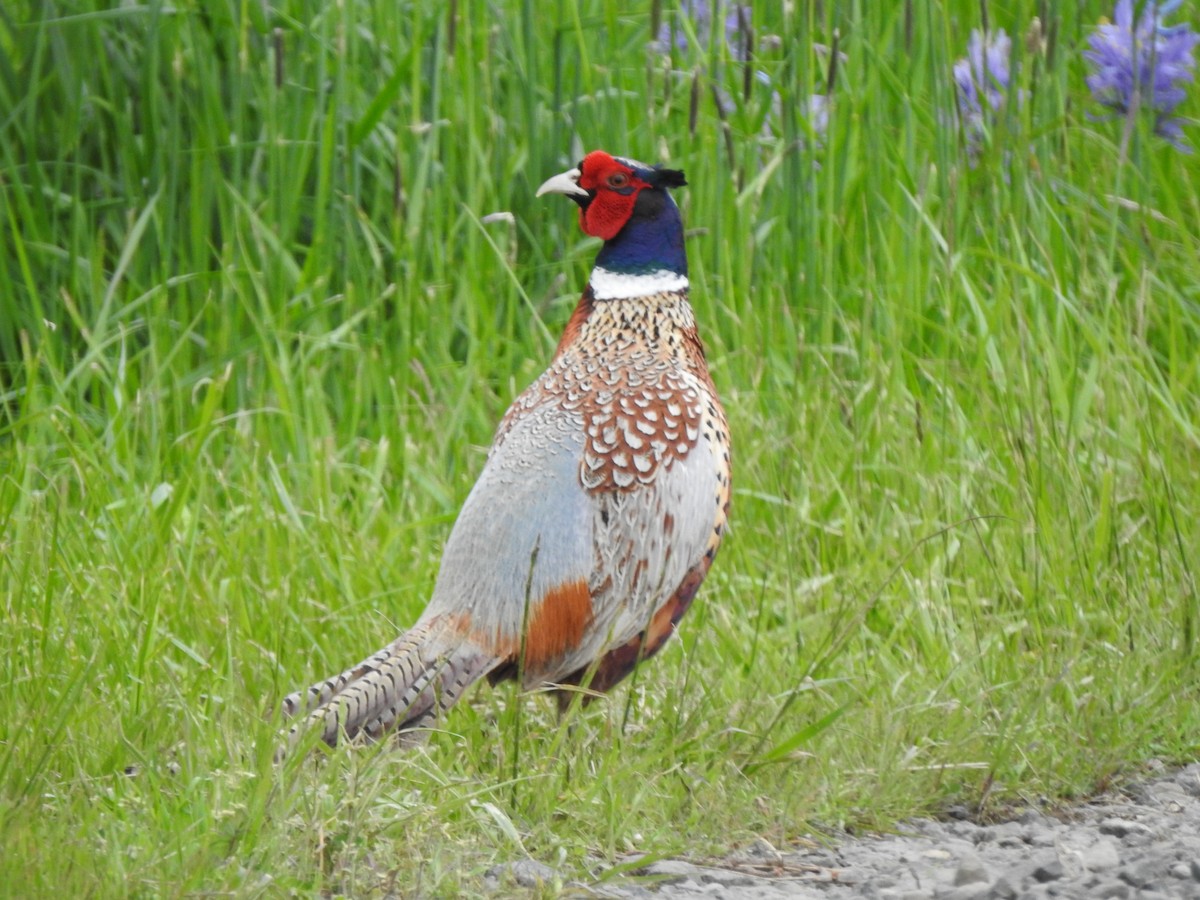 Ring-necked Pheasant - ML618300983