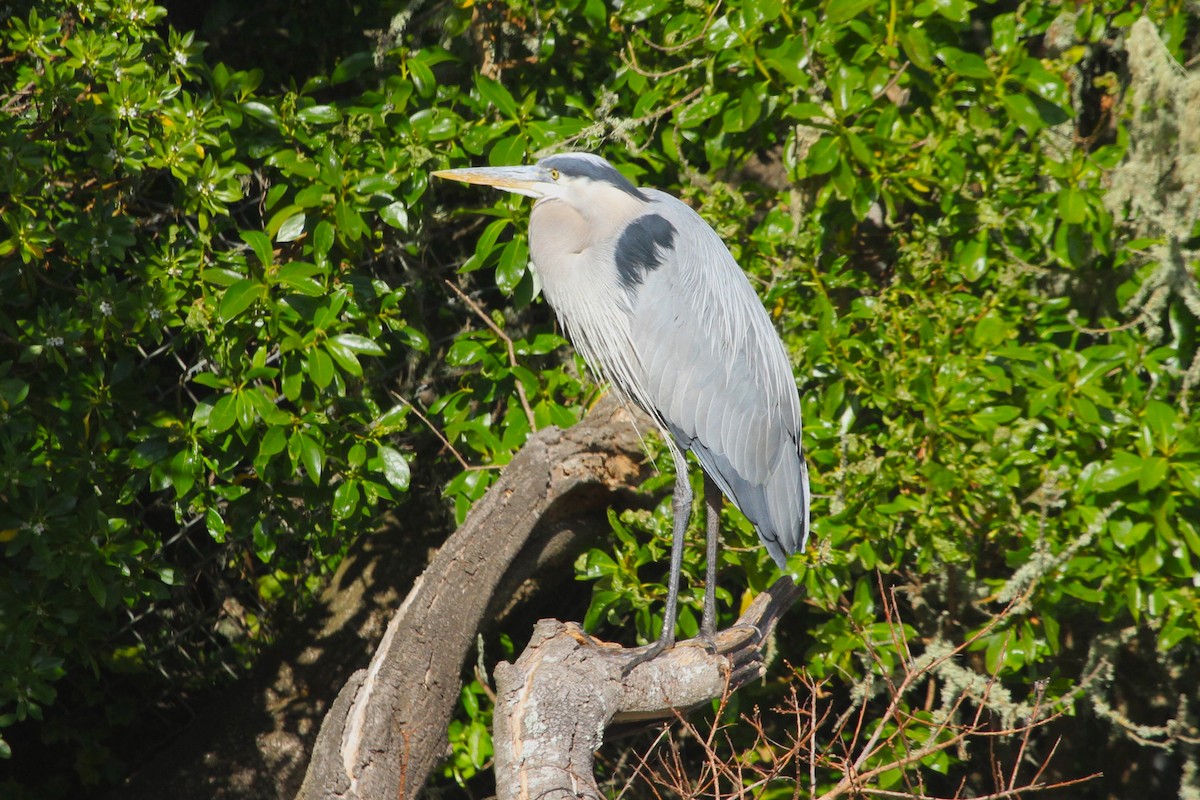 Great Blue Heron - Kent Forward