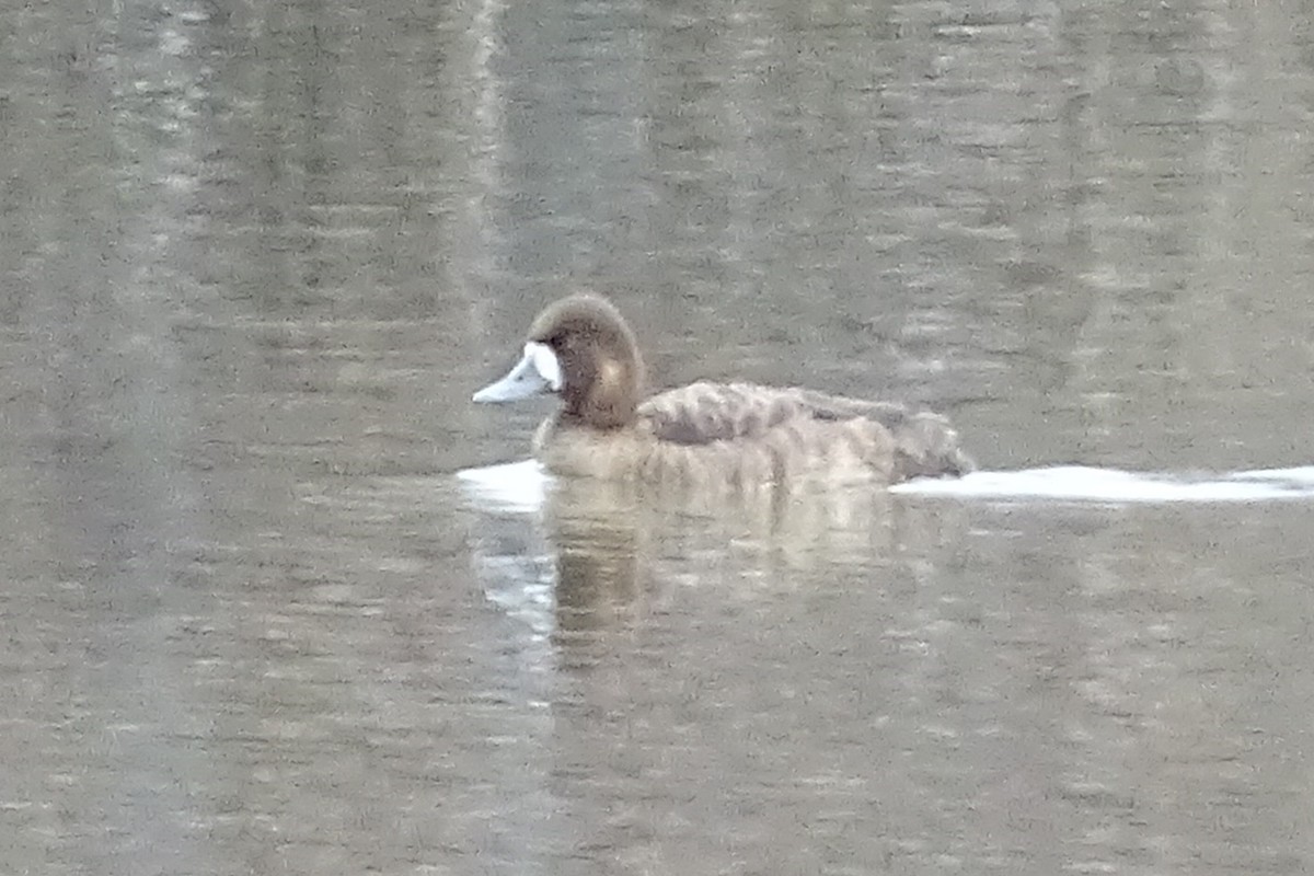 Greater Scaup - Richard and Janice Drummond