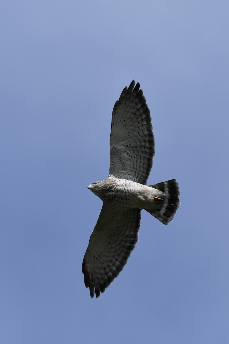 Broad-winged Hawk - ML618301009