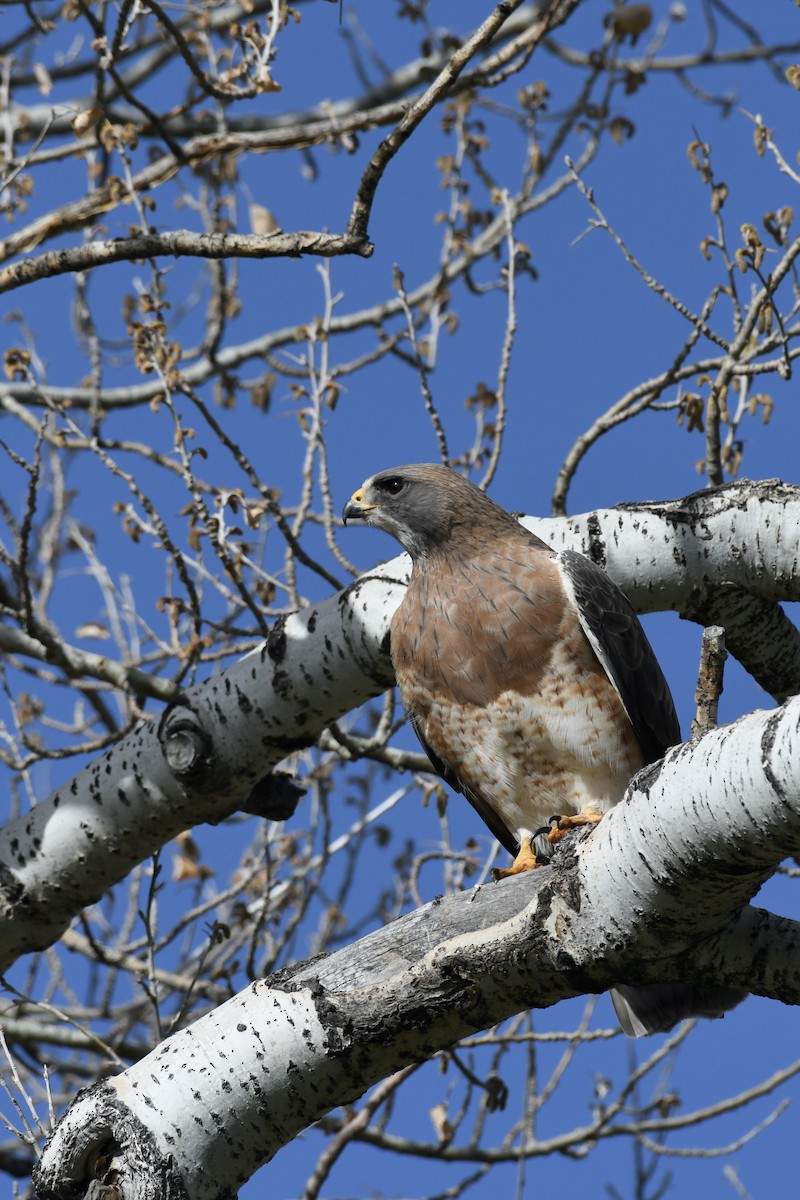 Swainson's Hawk - Donald Jones