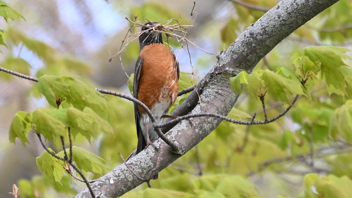 American Robin - James Bozeman