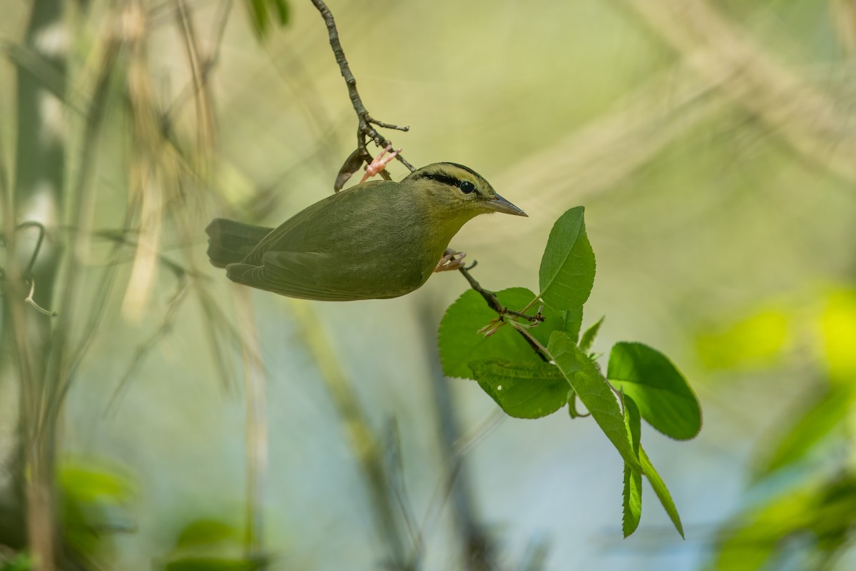 Worm-eating Warbler - ML618301079