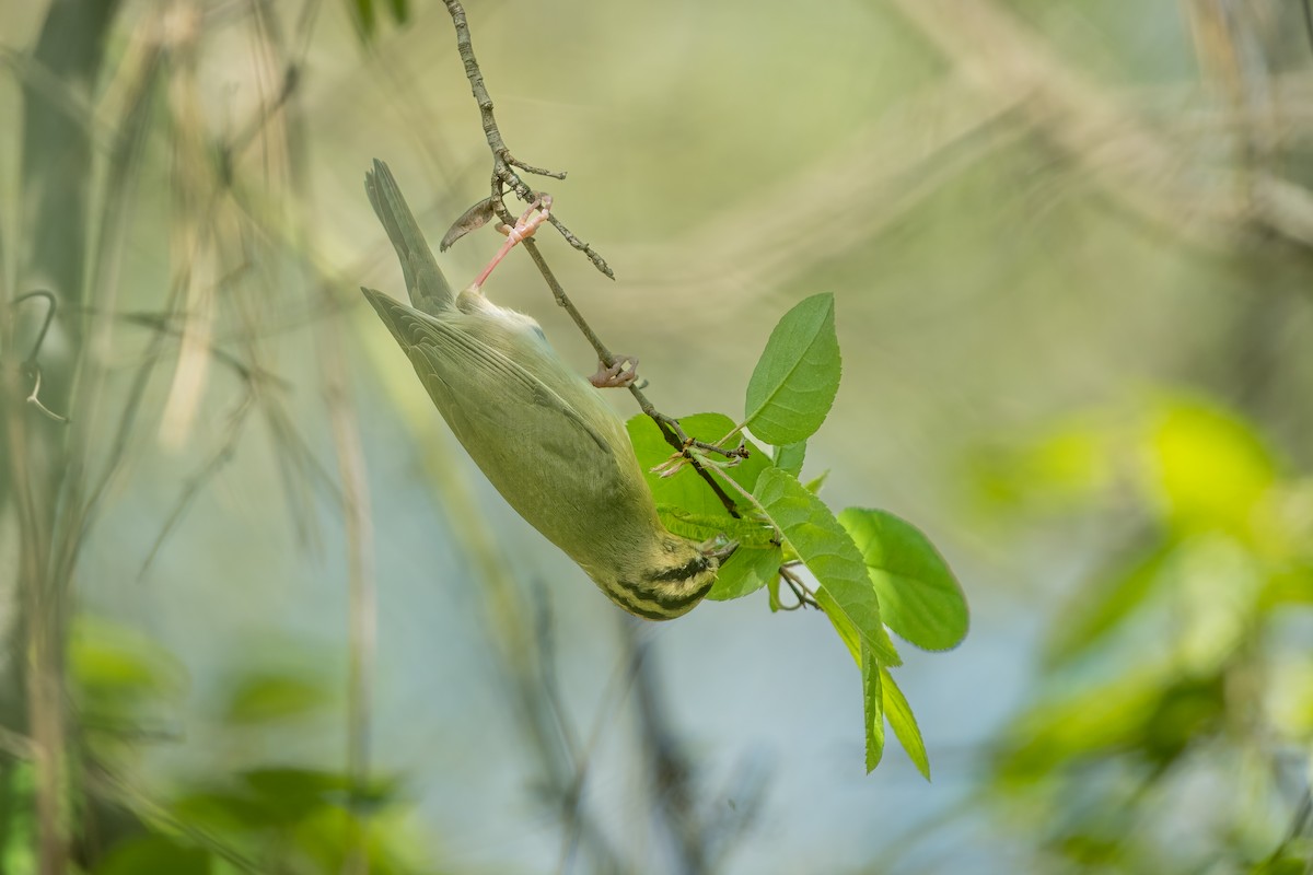 Worm-eating Warbler - ML618301082