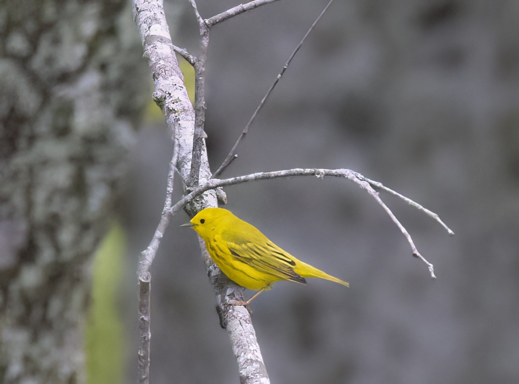 Yellow Warbler - Sally Edwards