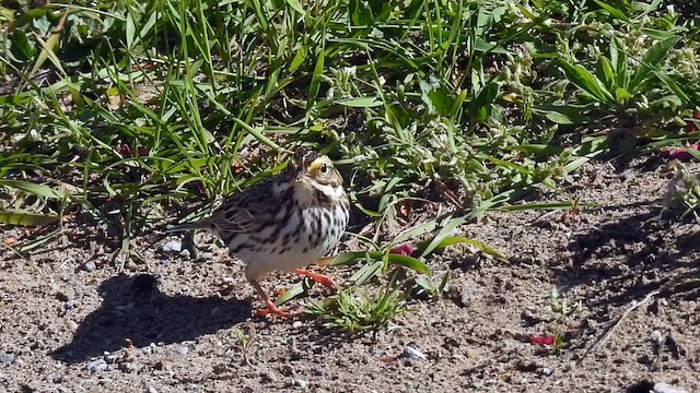 Savannah Sparrow - ML618301140