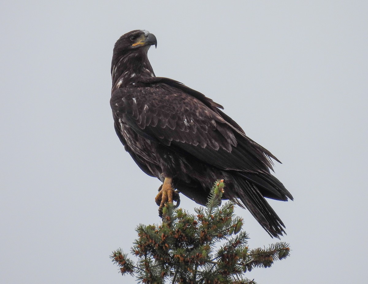 Bald Eagle - ML618301175