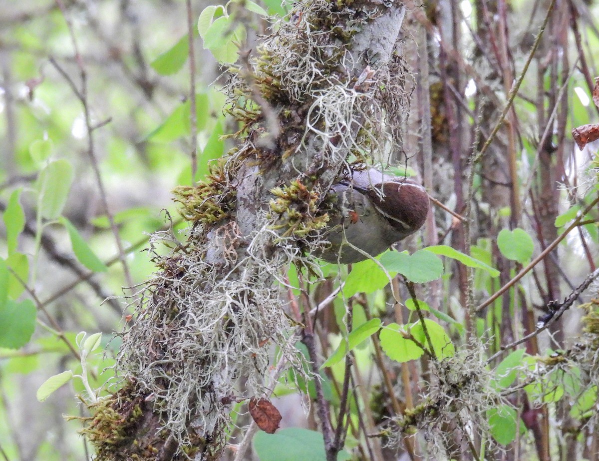 Bewick's Wren - ML618301223