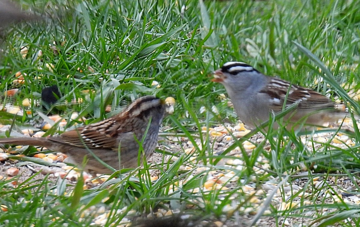 White-crowned Sparrow (Dark-lored) - ML618301229