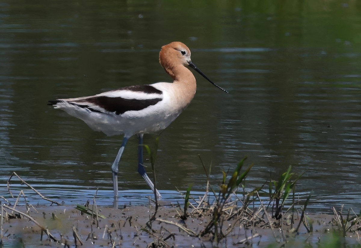 Avocette d'Amérique - ML618301235