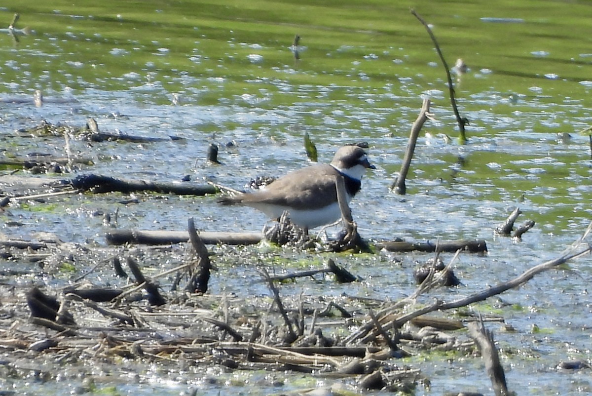 Semipalmated Plover - Carolyn Lueck