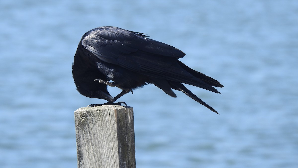 Fish Crow - ML618301258