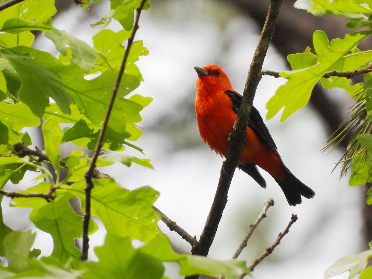 Scarlet Tanager - ML618301276