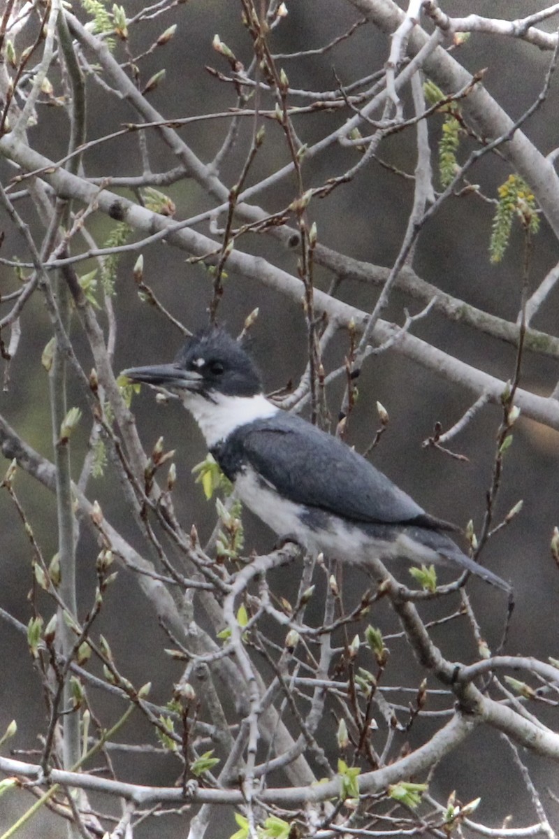 Belted Kingfisher - ML618301283
