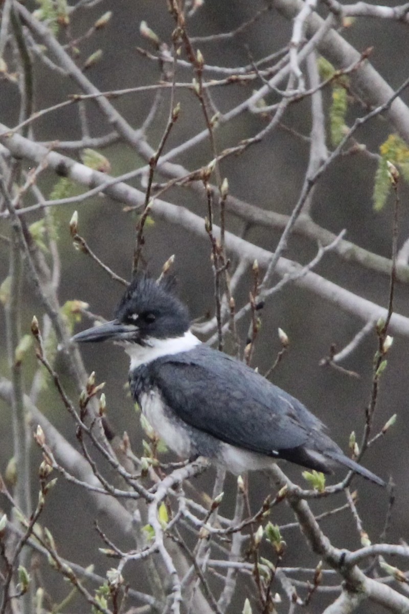 Belted Kingfisher - ML618301284