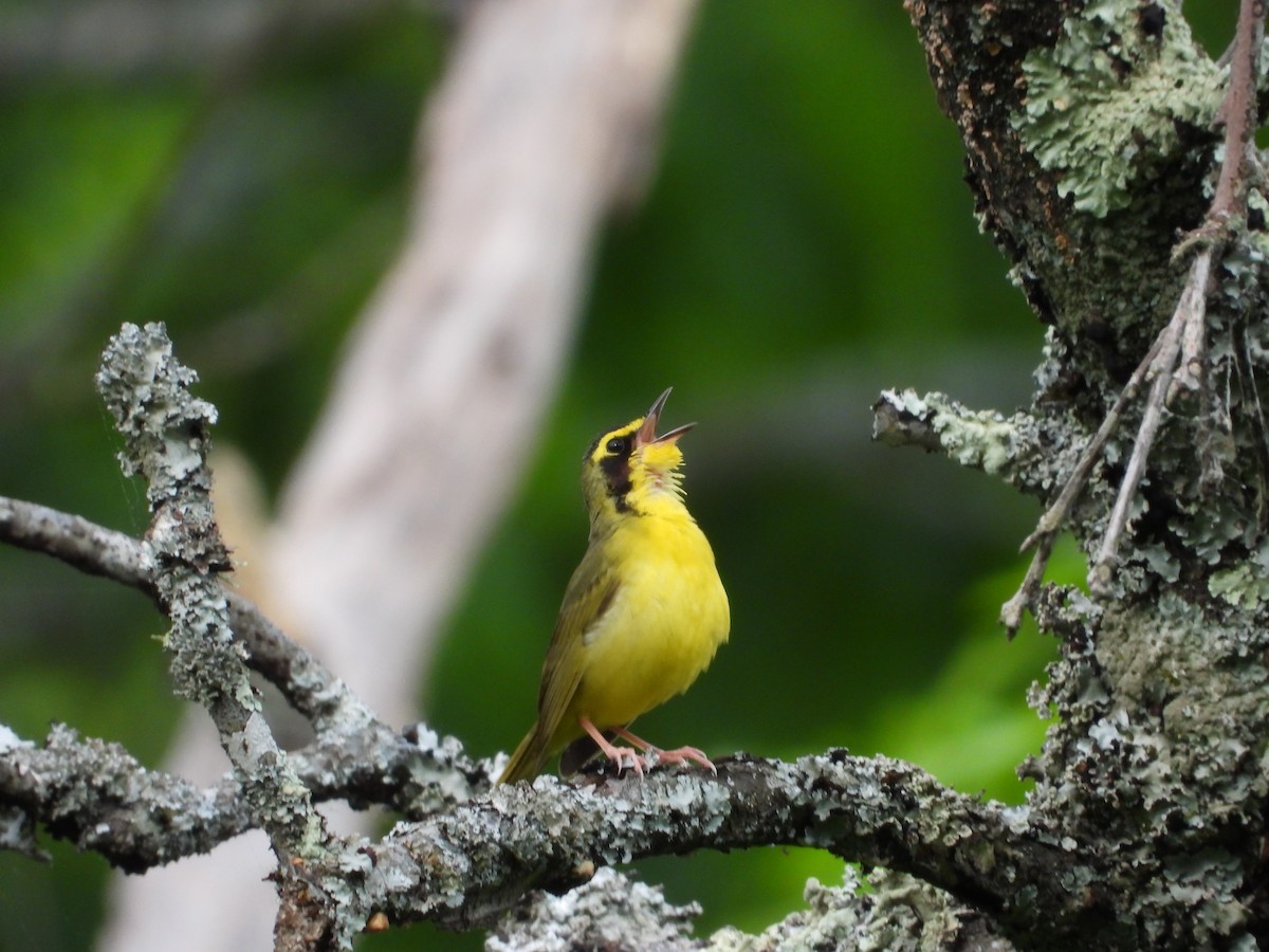 Kentucky Warbler - ML618301300