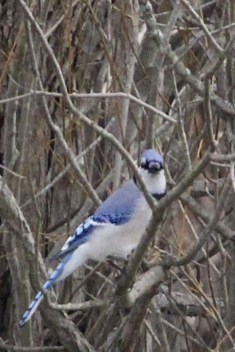 Blue Jay - ML618301303