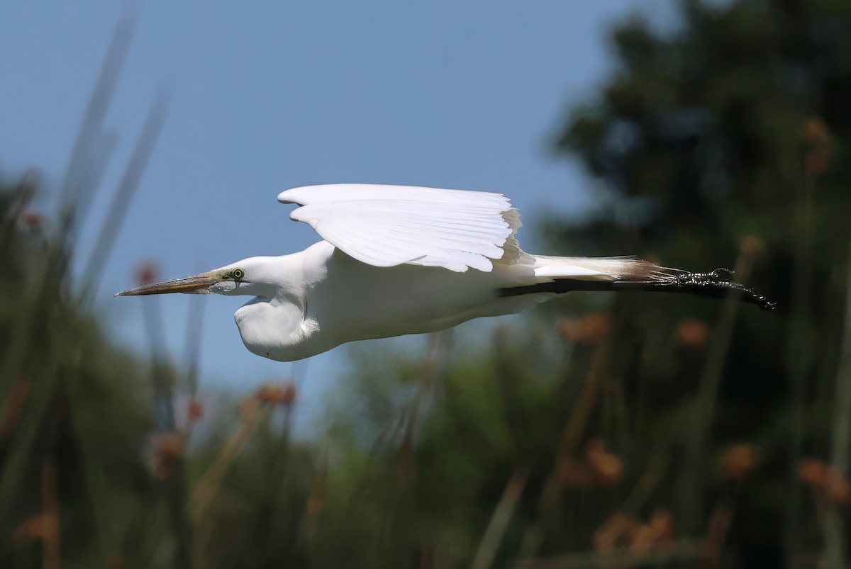 Great Egret - ML618301317