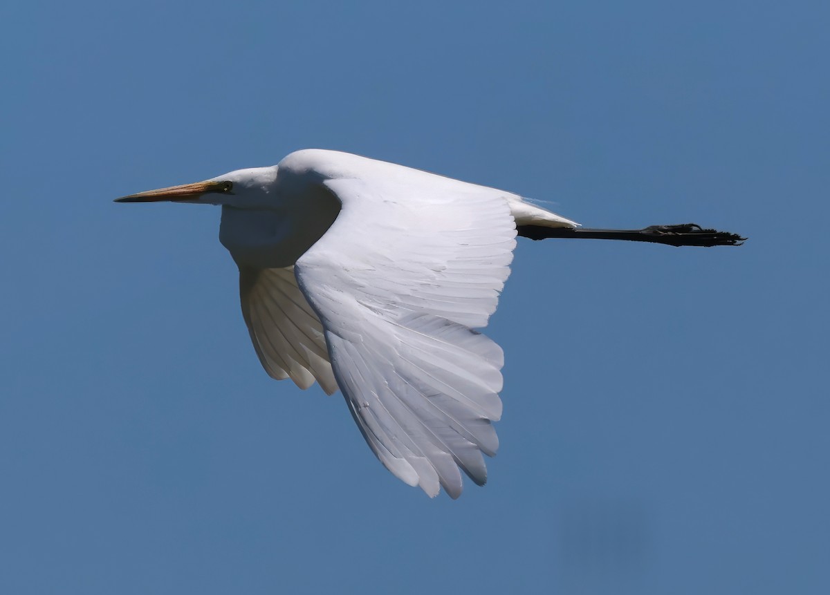 Great Egret - ML618301325