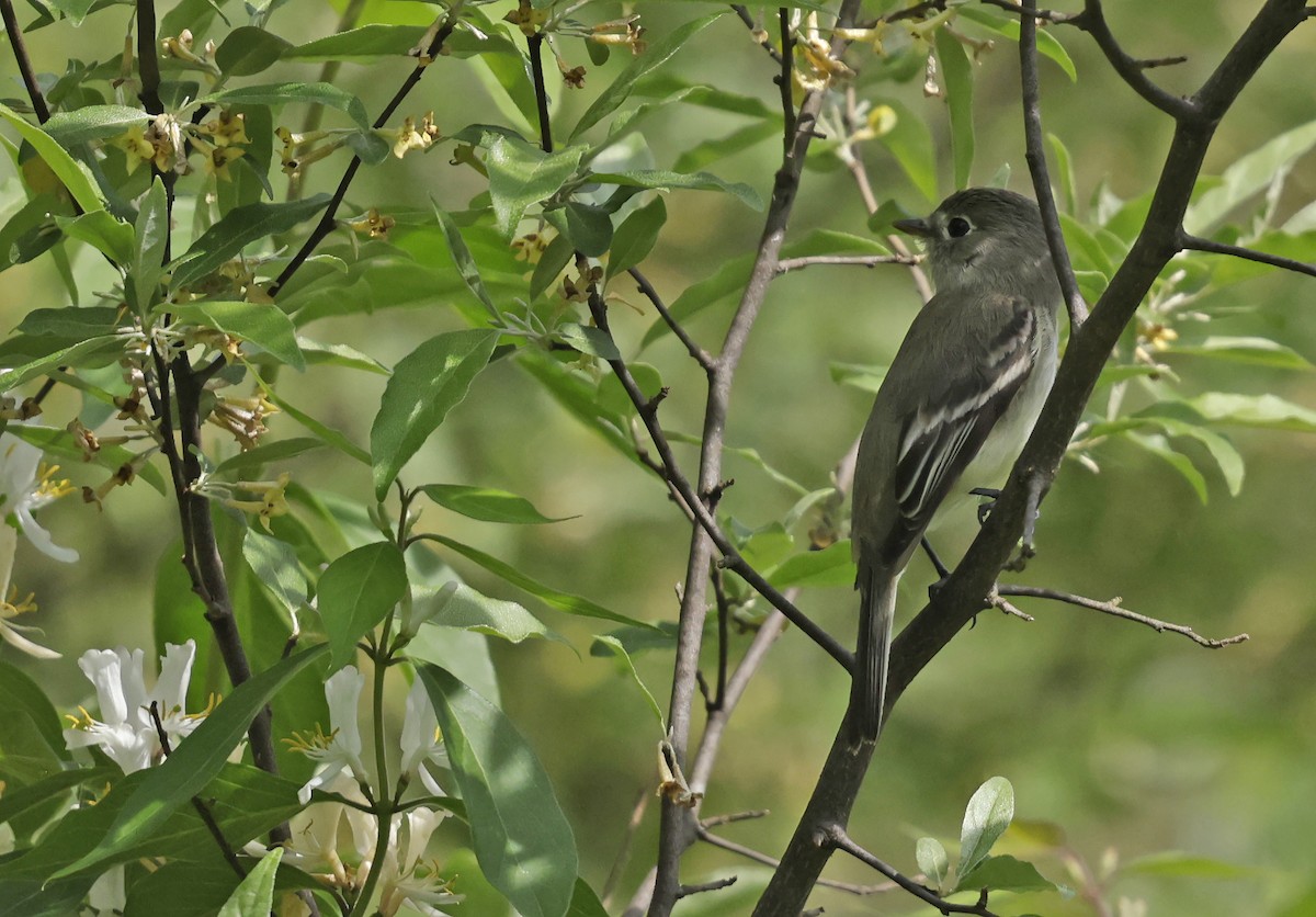 Eastern Wood-Pewee - Douglas Stemke